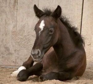 hribe ceskeho teplokrevnika